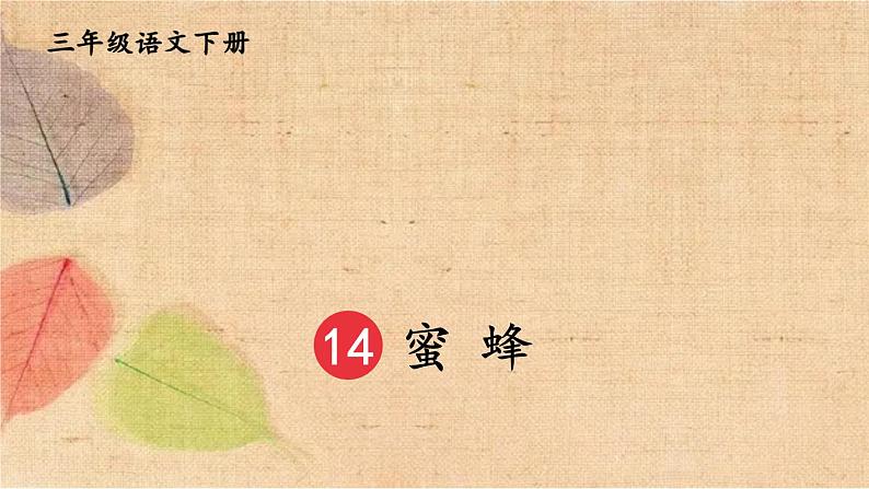 部编版语文三年级下册 14 蜜蜂 课件01