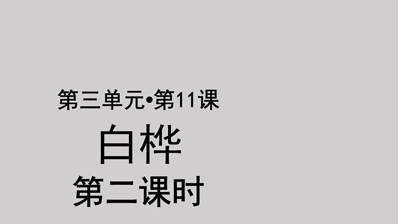 11白桦示范课件第二课时第1页