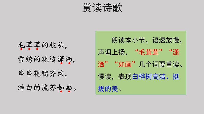 11白桦示范课件第二课时第5页