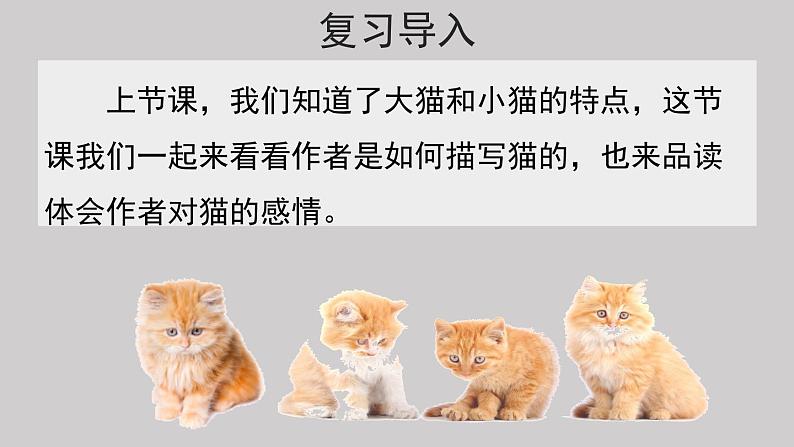 13猫示范课件第二课时02