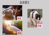 13猫示范课件第二课时