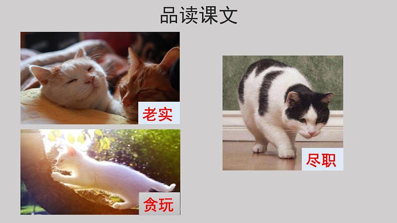 13猫示范课件第二课时05