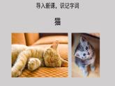 13猫参考课件第1课时