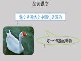 15白鹅示范课件第二课时