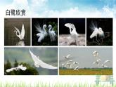 人教部编版语文五年级上册《白鹭》课件