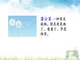 人教部编版语文三年级上册《 金色的草地》课件
