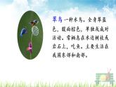 人教部编版语文三年级上册《搭船的鸟》课件