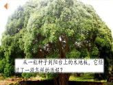 人教部编版语文三年级上册《那一定会很好》课件