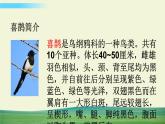 部编语文二年级下册第四单元 9 枫树上的喜鹊（标准版）课件+教案