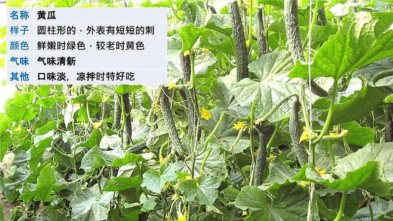 新部编版小学语文三年级下册：习作：我的植物朋友课件第3页