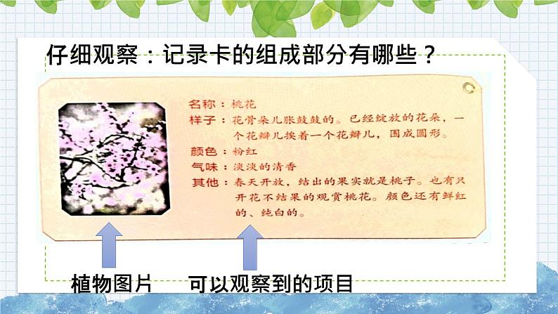 新部编版小学语文三年级下册：习作：我的植物朋友课件第8页