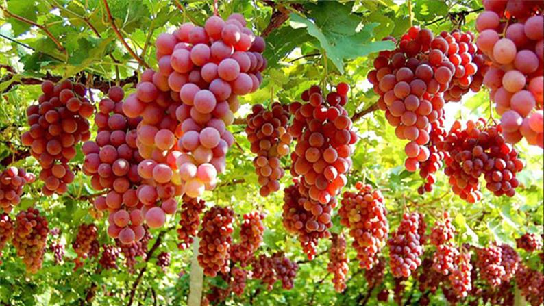 部编版语文二年级上册 11 葡萄沟 课件第4页