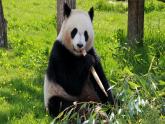 部编版语文二年级上册 口语交际  有趣的动物 课件
