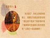部编版语文三年级上册 5.铺满金色巴掌的水泥道 课件