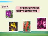 人教版语文三年级下册第四单元 13 花钟课件+教案+课时练+反思+其它