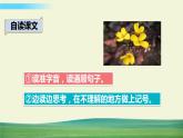 人教版语文三年级下册第四单元 13 花钟课件+教案+课时练+反思+其它