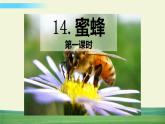人教版语文三年级下册第四单元 14 蜜蜂课件+教案+课时练+反思+其它
