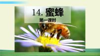 小学语文人教部编版三年级下册14 蜜蜂图片课件ppt