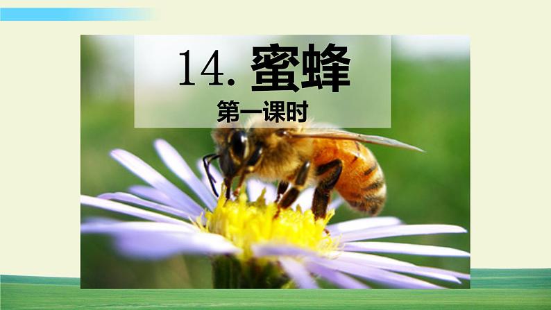 人教版语文三年级下册第四单元 14 蜜蜂课件+教案+课时练+反思+其它01