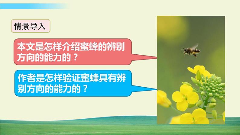 人教版语文三年级下册第四单元 14 蜜蜂课件+教案+课时练+反思+其它03