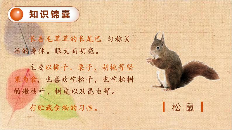部编版语文五年级上册 17.松鼠 课件第3页