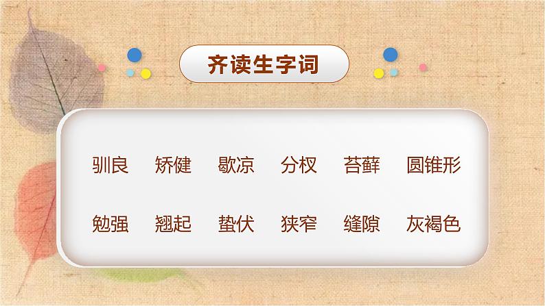 部编版语文五年级上册 17.松鼠 课件第8页