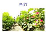 部编版一年级语文下册--19.棉花姑娘（课件1）