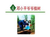 第4课《邓小平爷爷植树》（课件）部编版语文二年级下册