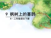 部编版二年级语文下册--9.枫树上的喜鹊（课件）