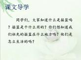 部编版二年级语文下册--23.祖先的摇篮（课件3）