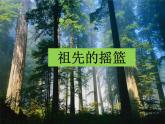 部编版二年级语文下册--23.祖先的摇篮（课件3）