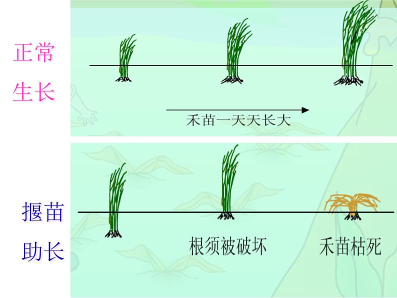 部编版二年级下册语文--12.寓言二则-揠苗助长（课件2）06