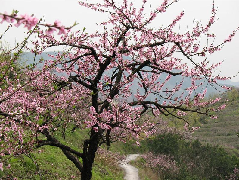 部编版三年级语文下册--1.古诗三首-惠崇春江晚景（课件3）第1页