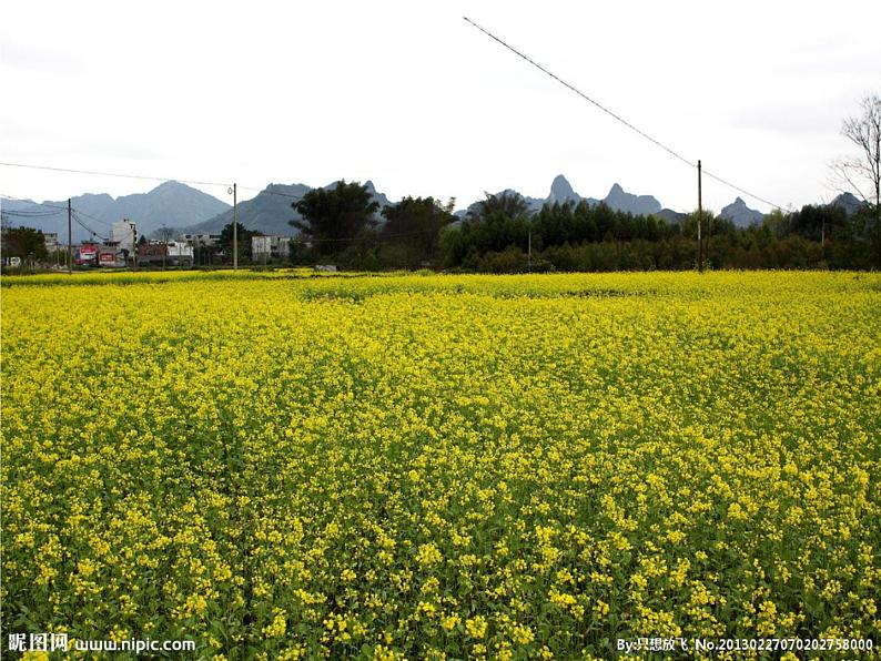 部编版三年级语文下册--1.古诗三首-惠崇春江晚景（课件3）第3页