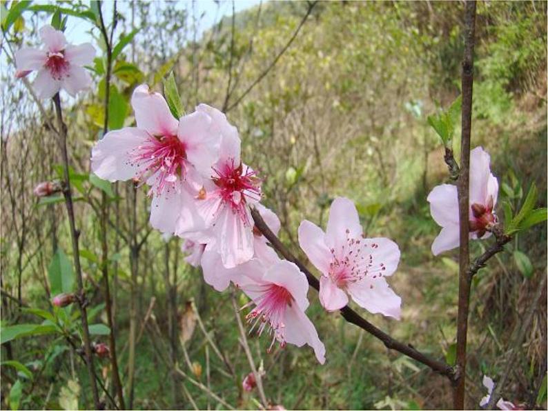 部编版三年级语文下册--1.古诗三首-惠崇春江晚景（课件4）第1页