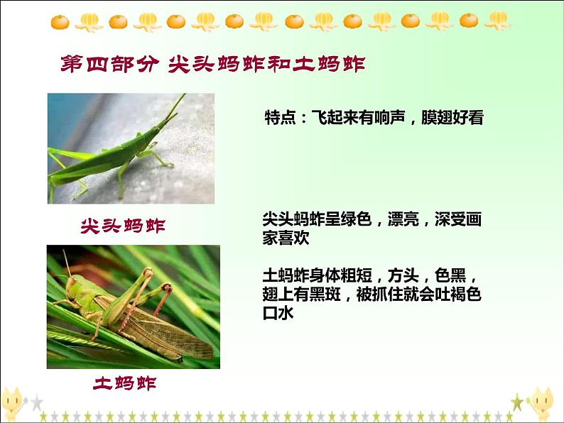 部编版三年级语文下册--4.昆虫备忘录（课件1）第7页