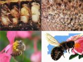 部编版三年级语文下册--14.蜜蜂（课件2）