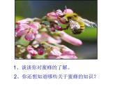 部编版三年级语文下册--14.蜜蜂（课件2）