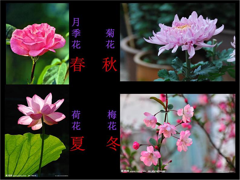 部编版三年级语文下册--13.花钟（课件4）第8页