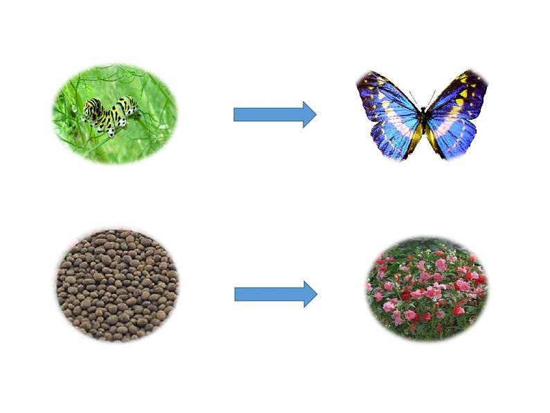 部编版三年级语文下册--22.我们奇妙的世界（课件3）第1页