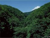 部编版二年级语文下册--23.祖先的摇篮（课件）