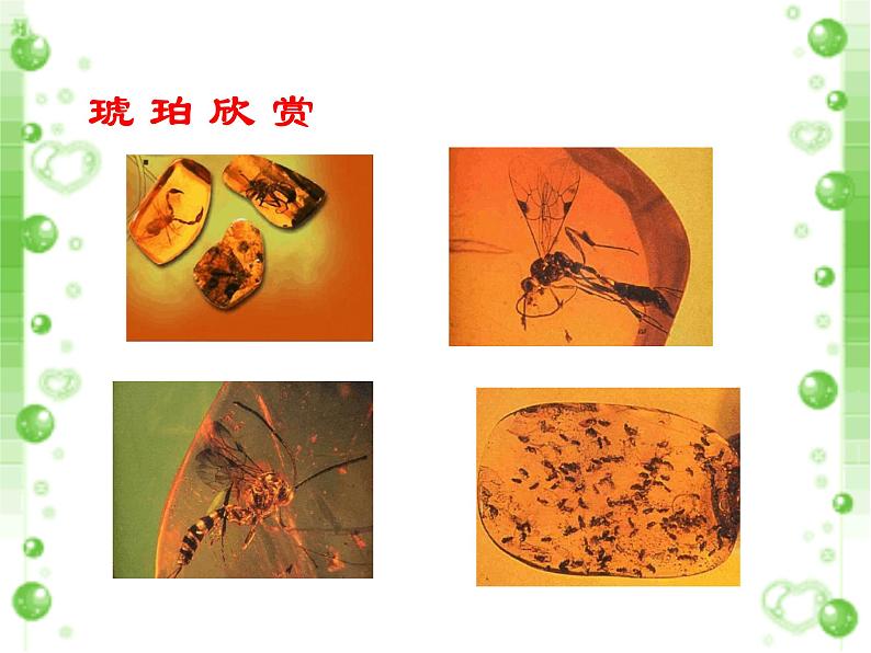 部编版四年级语文下册--5.琥珀（课件3）第3页