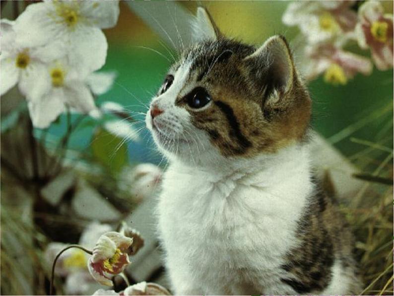 部编版四年级语文下册--12.猫（课件3）第2页