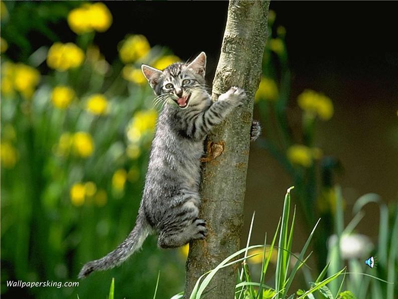 部编版四年级语文下册--12.猫（课件3）第3页