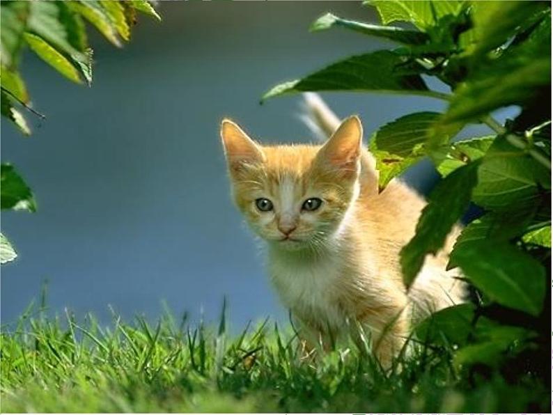 部编版四年级语文下册--12.猫（课件3）第4页