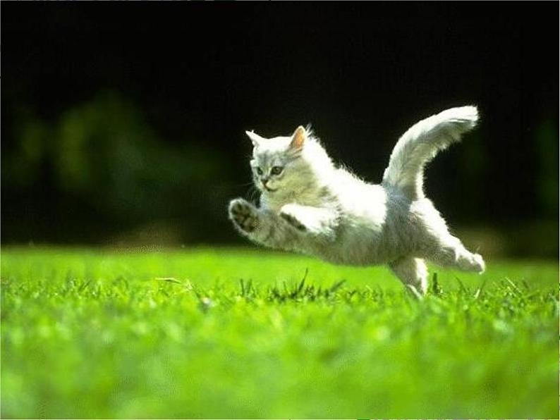 部编版四年级语文下册--12.猫（课件3）第5页