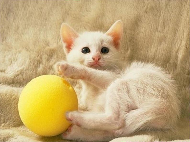 部编版四年级语文下册--12.猫（课件3）第7页