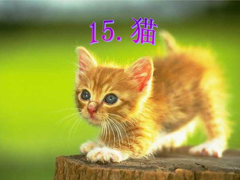 部编版四年级语文下册--12.猫（课件4）第1页