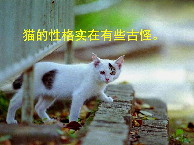 部编版四年级语文下册--12.猫（课件4）第8页