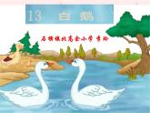部编版四年级语文下册--14.白鹅（课件3）